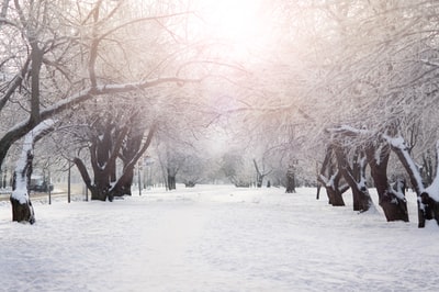 布朗的树木在冰雪覆盖的地面白天

